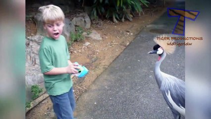 Animals are so funny that you can die of laughter - Funny animal compilation_11