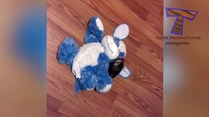 Animals are so funny that you can die of laughter - Funny animal compilation_14
