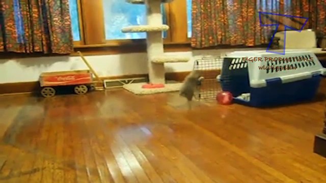 Animals are so funny that you can die of laughter - Funny animal compilation_16