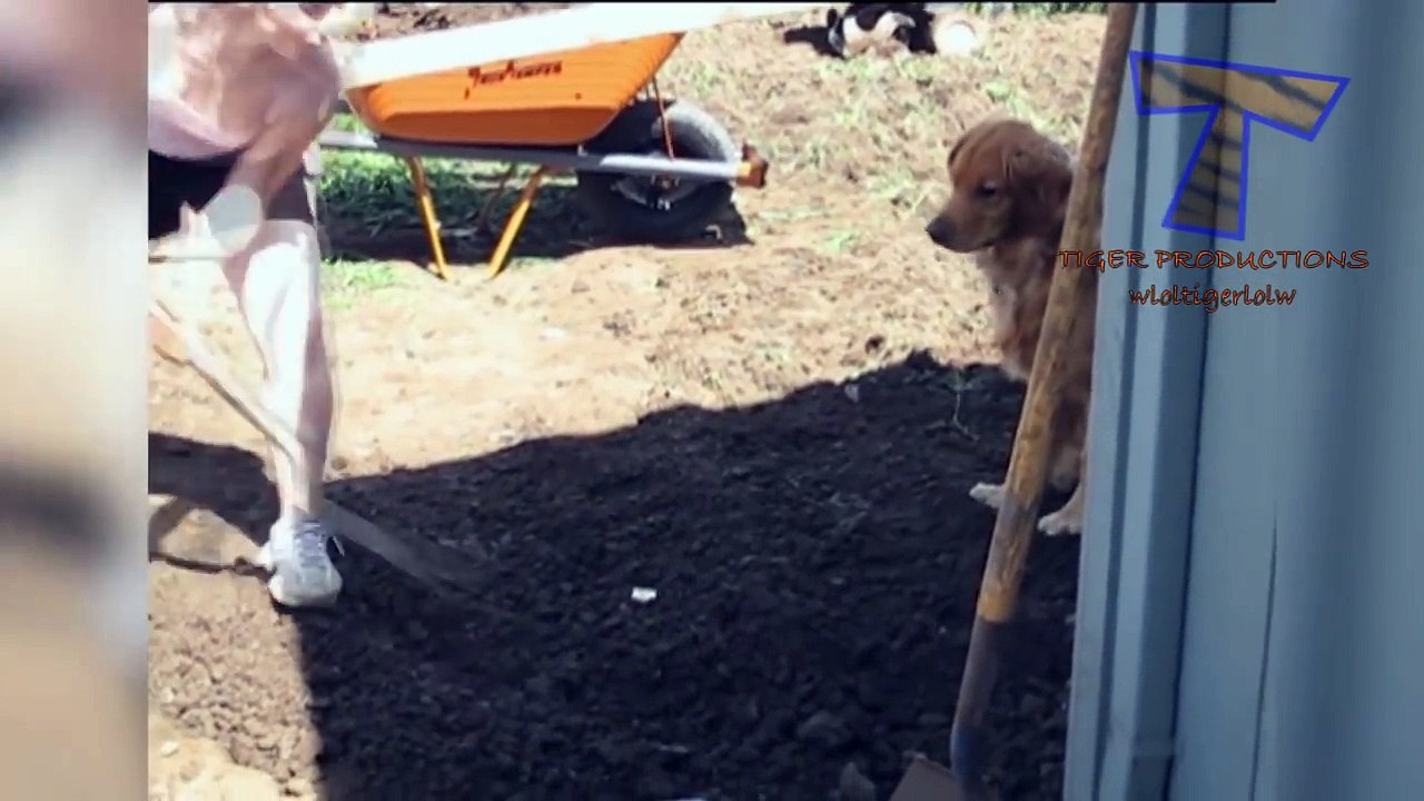 Animals are so funny you just can t stop laughing - Funny animal compilation_8