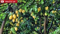 Rüyada Limon Ağacı Görmek Tabiri ve Yorumu
