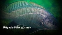 Rüyada Balık Görmek Yorumu