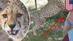 Cheetah menyerang wisatawan selama 2 hari berturut-turut - Tomonews