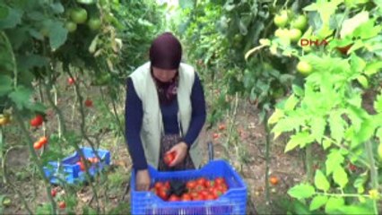 Antalya Domates Fiyatları Çiftçiyi Sevindirdi-1