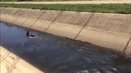 Su Kanalında Yaralı Bulunan Yavru Ceylan Tedavi Edilecek