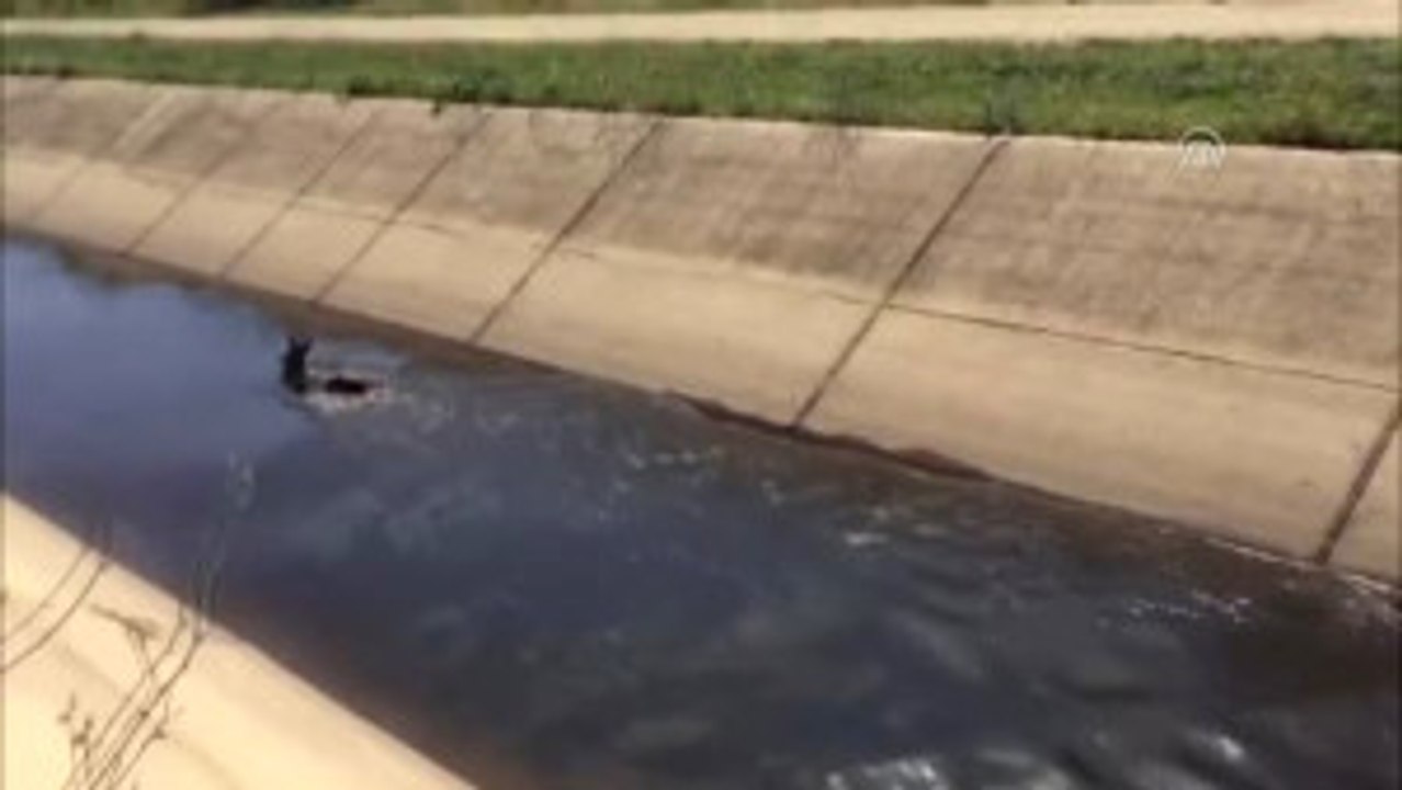 Su Kanalında Yaralı Bulunan Yavru Ceylan Tedavi Edilecek