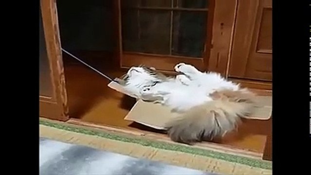 animaux me font rire