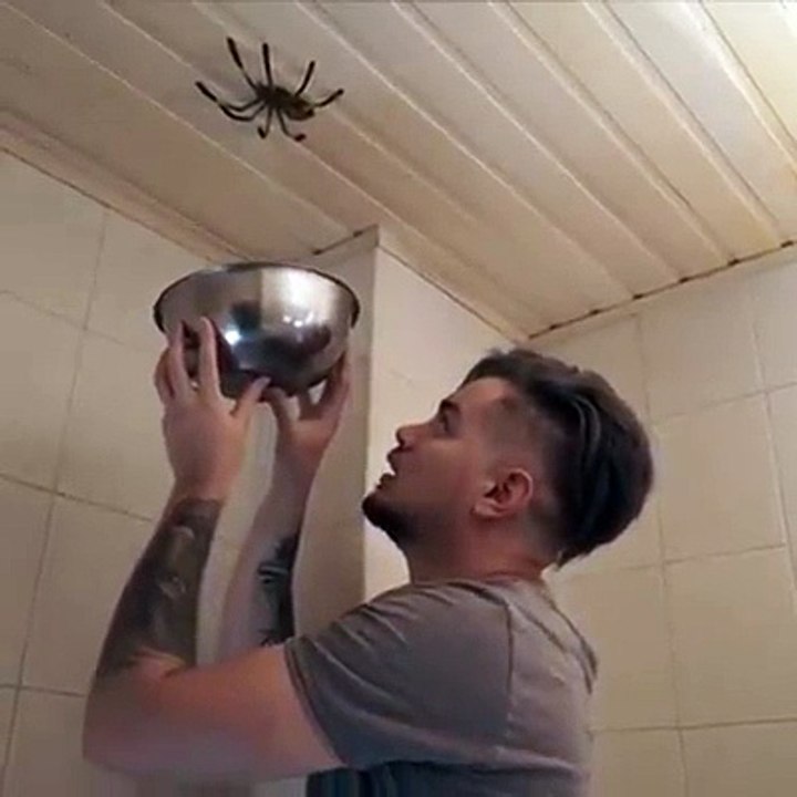 Il essaye d'attraper une é araignພ au plafond mais rien ne se passe comme pré