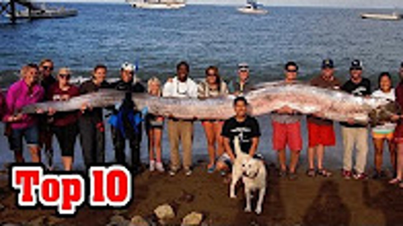 Top 10 Sea Monster Sightings Caught On Tape