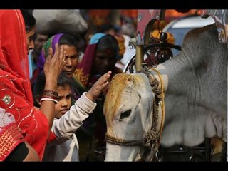 Adityanath's Missed Call Movement To Make Cow 'Rastra Maata'