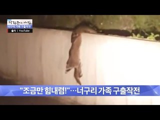 새끼 너구리 구출하는 너구리 가족들! [광화문의 아침] 264회 20160630