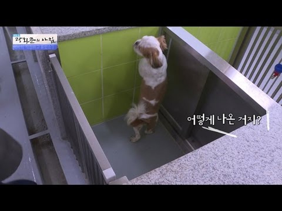 도우미견 훈련소의 청소! 신난 강아지들! [광화문의 아침] 264회 20160630