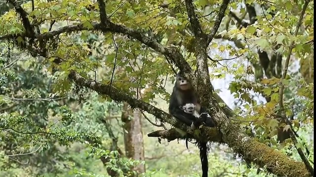 7 sinh vật không tưởng nhưng có thật trên trái đất mới