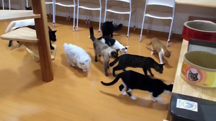 Des chats voient pour la première fois un robot aspirateur !