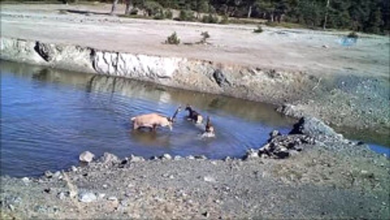 Vahşi Yaşamın Sırları "Fotokapan"A Yakalandı