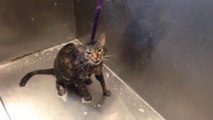 Quand ton chat en a tellement marre de la douche qu'il se met à parler dans ta langue...No More!!!!