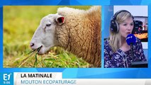 Écopaturage : des chèvres tondeuses de fossés à Méroux