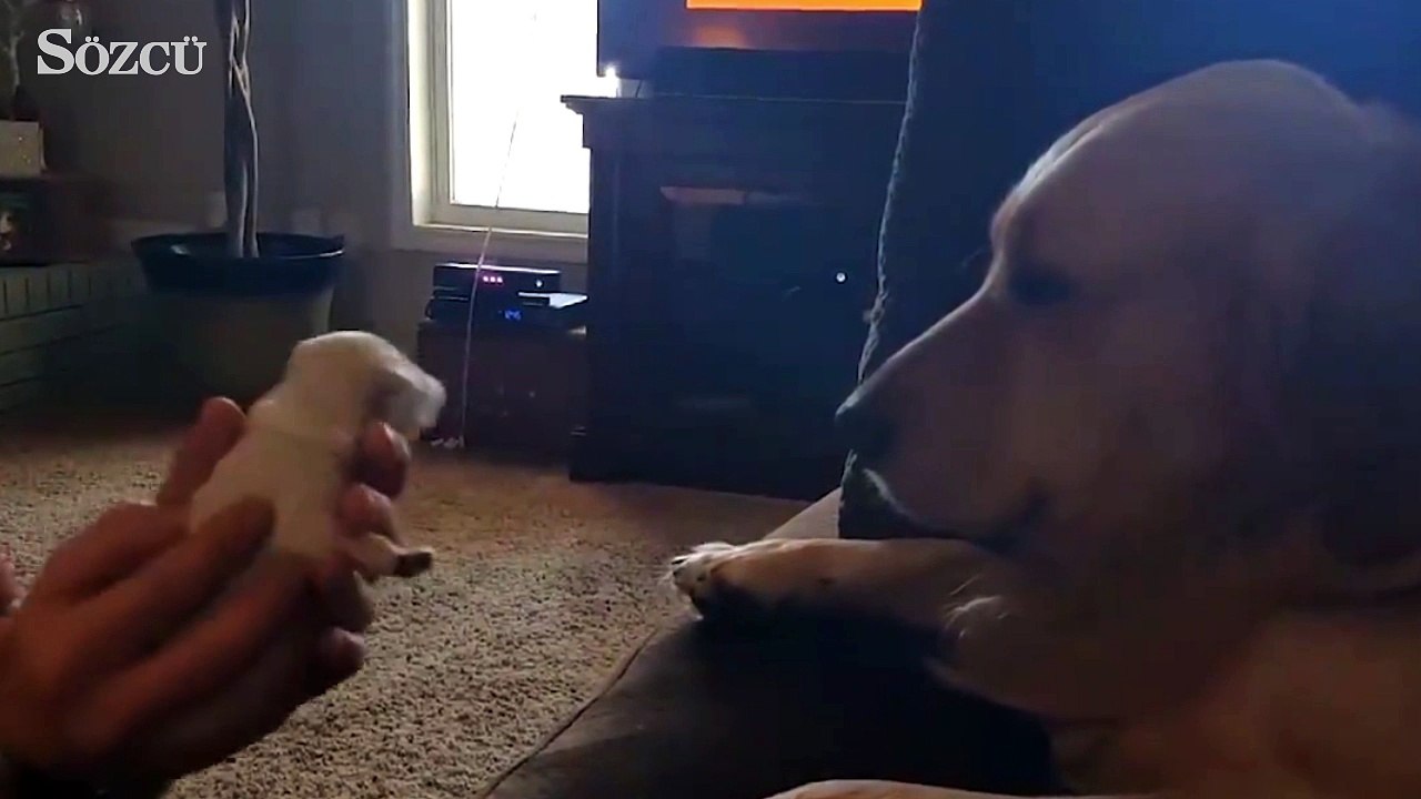 Baba olmak istemeyen köpek