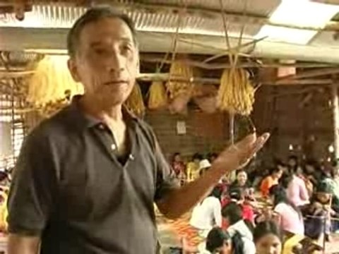 Le papillon de la soie