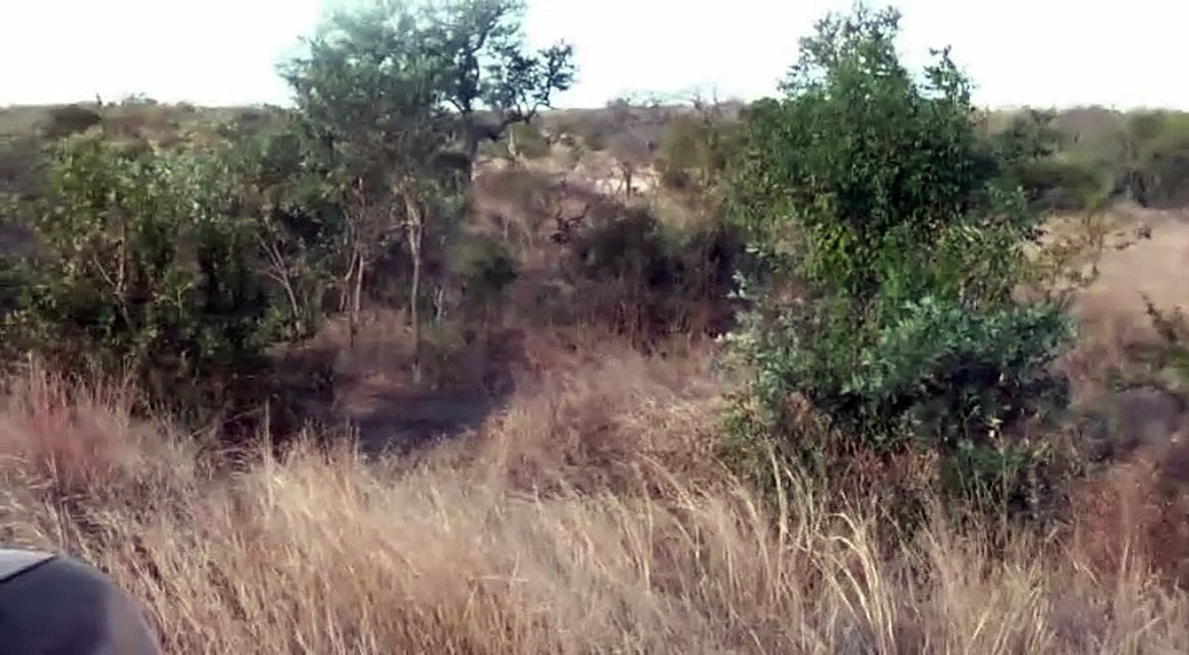 2 Hyenas Drag Kudu to the Death - Latest Sightings Pty Ltd