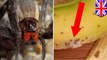 Spiders: Mom forced out of home for three days after spiders burst out of bananas