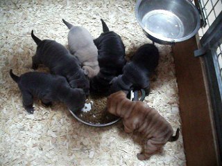 chiots shar peï