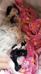 Ninette au 1er plan... portée âgée de 2 jours