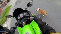 Dogs Attack Motorcycle Riders  _ Poor Dogs