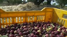 Climate change threatens Tunisia olive f[1]