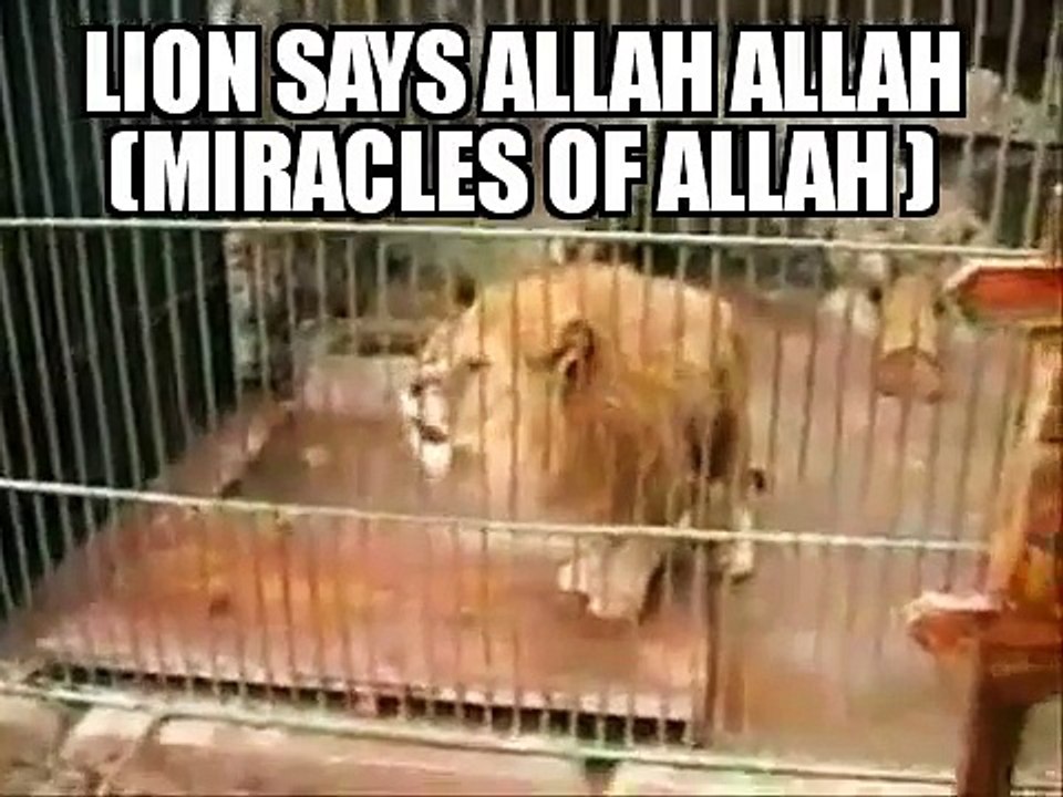 Miracle Of Allah|| Lions Roars Allah ||