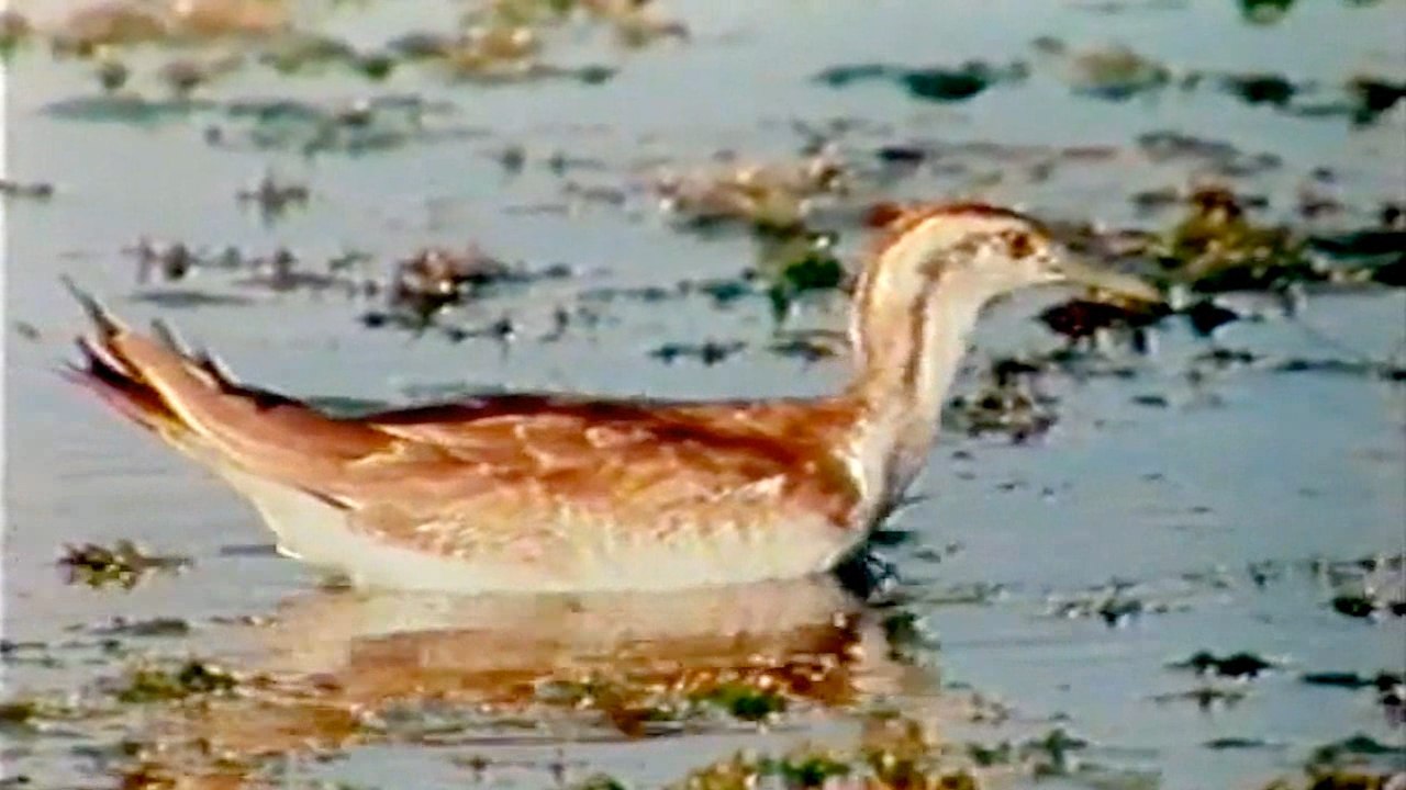 Fazanorepa jakana (Opstanak, Anglia)