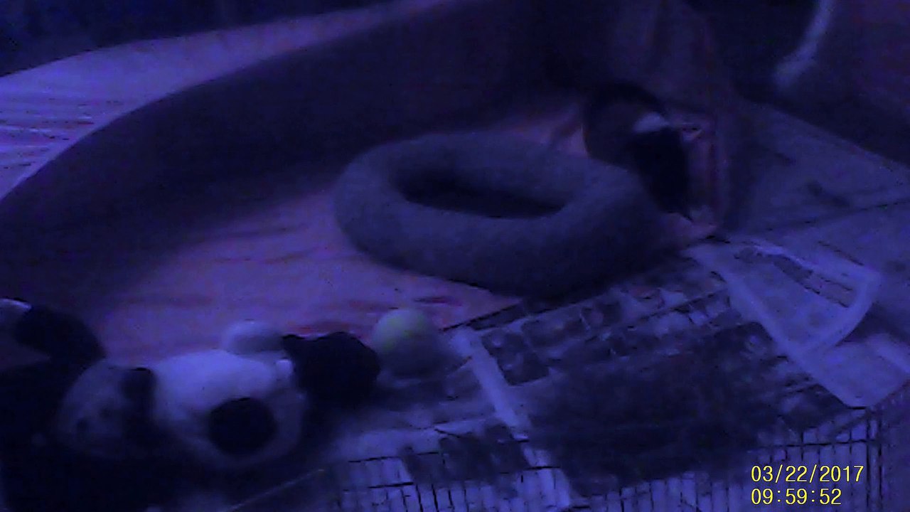 Chi-Chi Rex Guinea Pig Topples Over