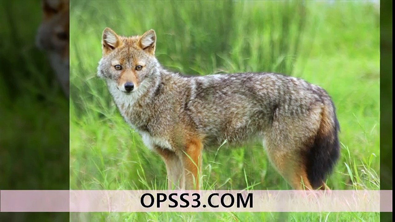 Golden jackal 강동오피 강동건마 오피쓰 OPSS3.COM