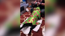 Ce chien adore être emballé de papier cadeau !