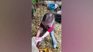 Amazing moment little girl delivers a baby lamb with her own hands