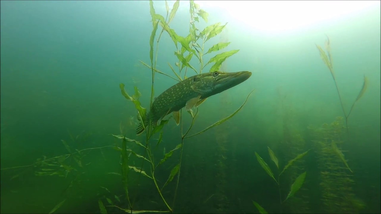 Hechte suchen im Elbsee, Hilden