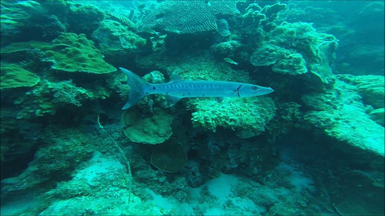 Scuba diving - Curacao - 02 _ 2017t
