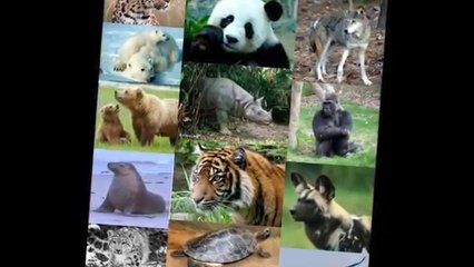 Children learning videos|Help to Save Endangered Animals|Jungle City|Kids educational videos|Daily motion videos
