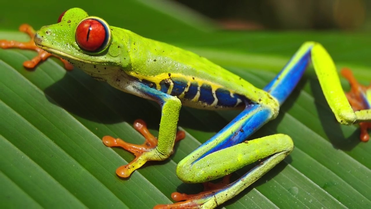 Animals classification|kids learning videos|mammals animals|Fish|birds|insects|animals and pets