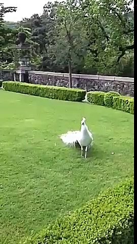 white peacock dance in indian zoo