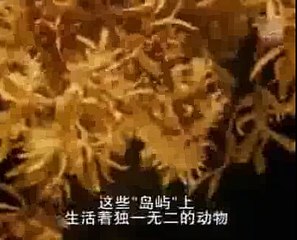 Hidden Killers Stealth Survival (Nature Documentary)