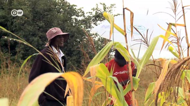 Farmers adapting to climate change | DW English