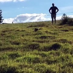 Hilarious frenchie acting like a rabbit