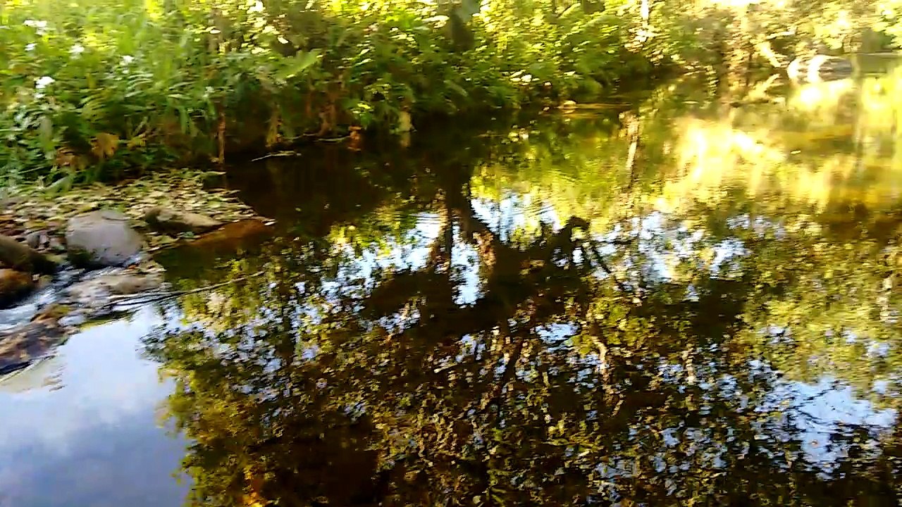 cachueiras lindas!
