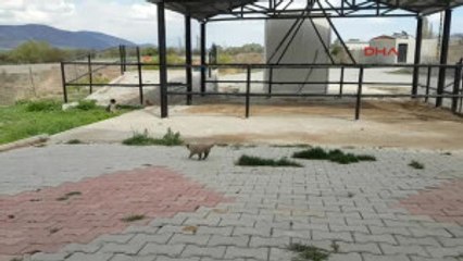 Sivas 3 Ayaklı 'Garip' Yeni Yuvasında Mutlu