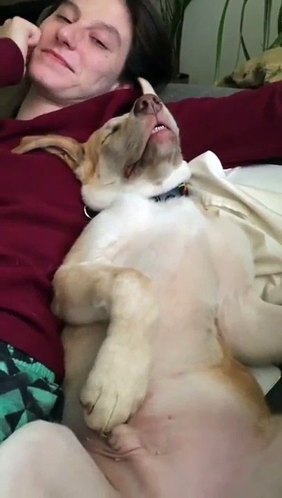 Ce chien dort tellement tranquillement
