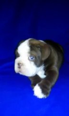 Rare chocolate colored English bulldog puppy