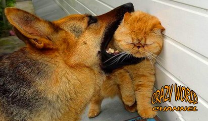 Funny Cats Compilation 2017 Cat Fails 2017 Funny Pets 2017 #1