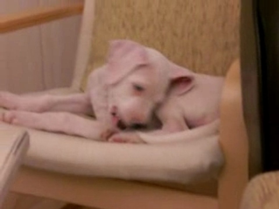 Candy se mort la queue !