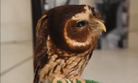 Funny owl bird videos funny pet compilation- funny pet videos